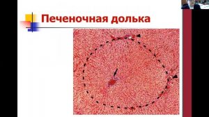 Лекция Патология печени. Часть 1