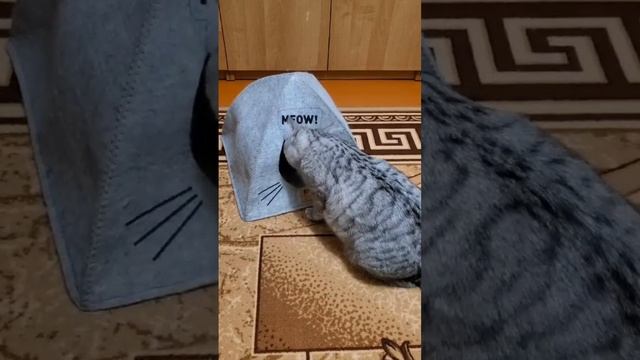 Машки новый домик🐱 смотреть онлайн