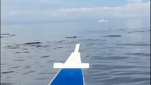 Dolphin🐬 watching at Pamilacan island, Bohol, Philippines смотреть онлайн