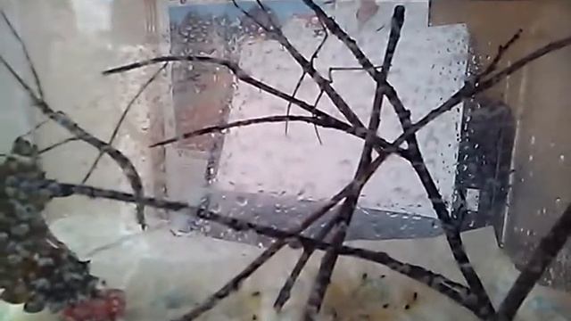Co słychać u patyczaków rogatych? - wszystko dobrze jak narazie. смотреть онлайн