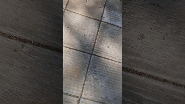 Жук смотреть онлайн