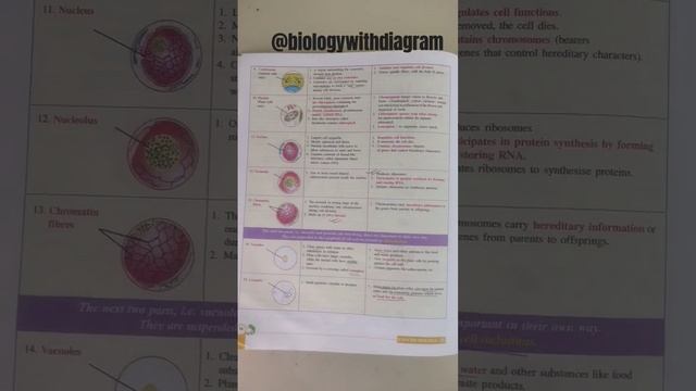 Parts of cell |organelles | cell main characteristics | Cell functions смотреть онлайн