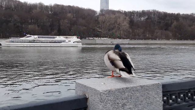 КРАСАВИЦА МОСКВА РЕКА. смотреть онлайн