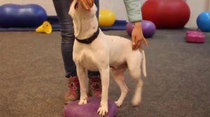 Упражнения для задних лап. Как укрепить и  качать задние лапки собаки