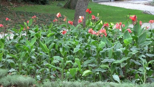 Парк, аллеи Park alley free video смотреть онлайн