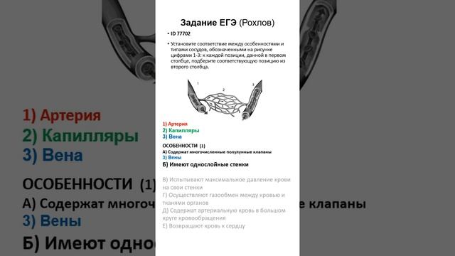 ЕГЭ-24 5.3 ID 77702 Сосуды кровеносные. Типы. смотреть онлайн
