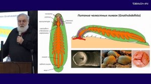 Малахов В.В. -Зоология беспозвоночных -12. Тип Annelida (Кольчатые черви): Clitellata и Siboglinidae