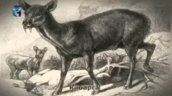 Кабарга смотреть онлайн