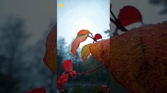 Осенняя грусть смотреть онлайн