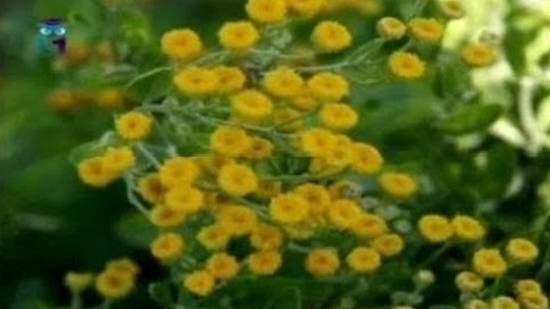 Калуфер (Кануфер, Пиретрум бальзамический) смотреть онлайн