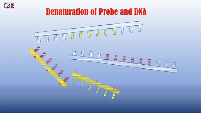 FISH | Fluorescent In-situ Hybridization
