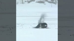 Глухарь ( межняк) убивает тетерева