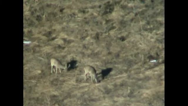 Охотничье угодье Шаройского района с.Хашалдой Касули пасутся на лугу смотреть онлайн