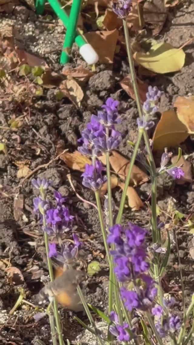 Мою лаванду любят и пчелы  , и шмели, и бабочки