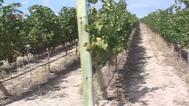 Case Study: How Norton Winery Tracks using RFID tags смотреть онлайн