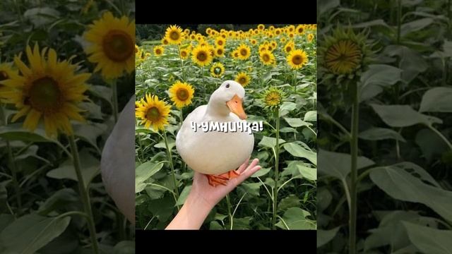 как моя мама реагирует на мои шк. оценки