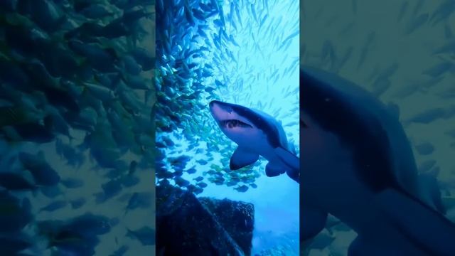 Поддержи подпиской 🙏 смотреть онлайн