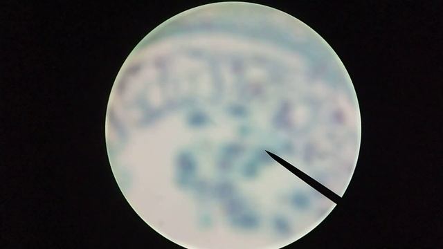 Meiosis Slide Tour (BIOL101 - Mitosis & Meiosis Lab)