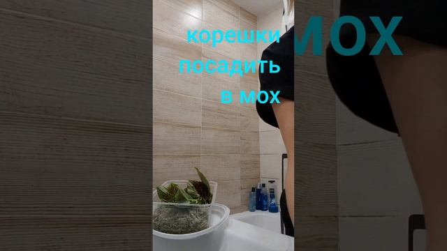 Мох для укоренения черенков и грунта 🌿💐 смотреть онлайн