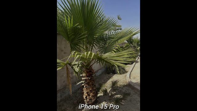 Google Pixel 9 Pro VS iPhone 15 Pro Camera Comparison and Review смотреть онлайн