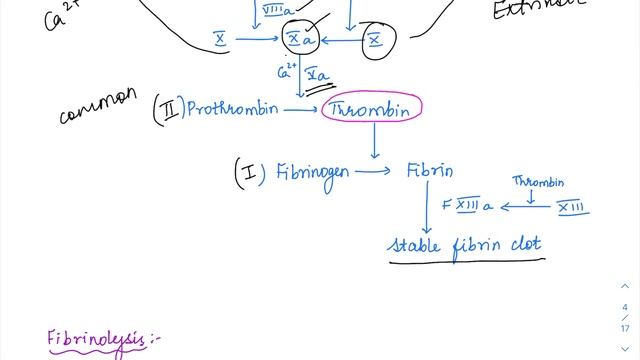 Hemostasis - MCQ concepts смотреть онлайн