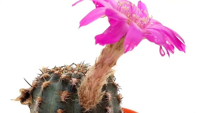 Lobivia Winteriana Cv  Fluorescent