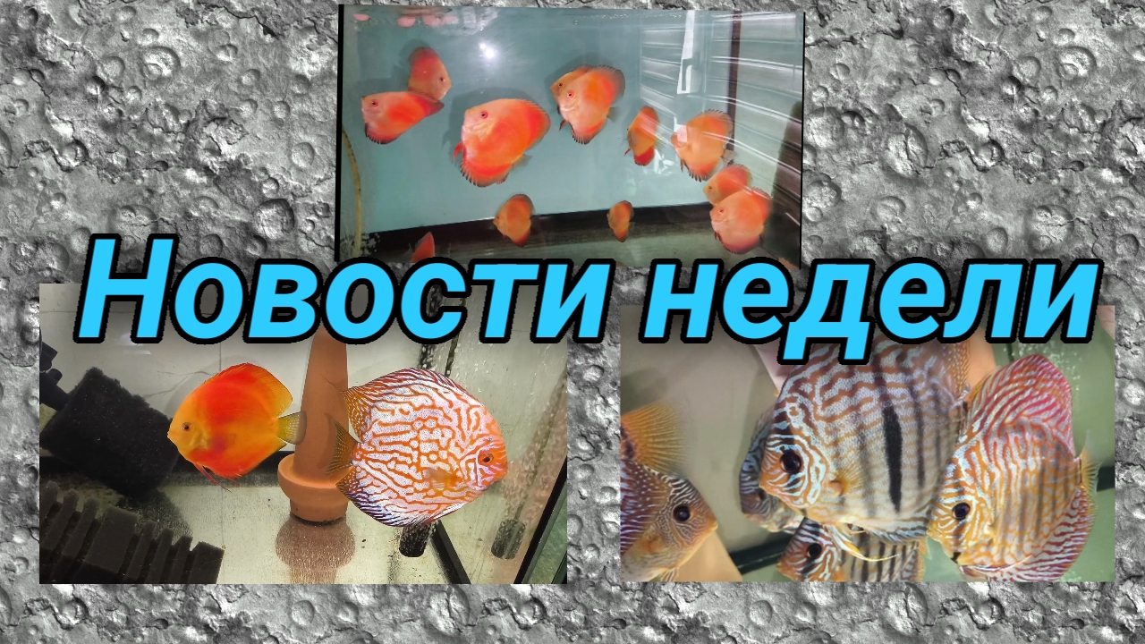 Итоги недели на разводне смотреть онлайн