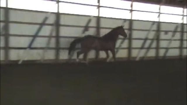 Wichita Rose WF (Waldaire/Again And Again/Aly North Xx) 2007 Mare