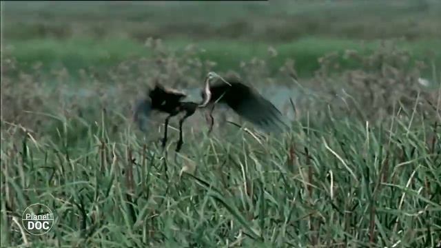 What is the Doñana National Park like? Discover all its details (COMPLETE DOCUMENTARY) смотреть онлайн