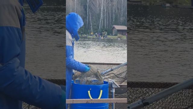 Запуск форели смотреть онлайн