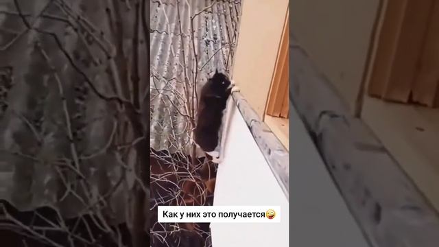 Коты без логики!