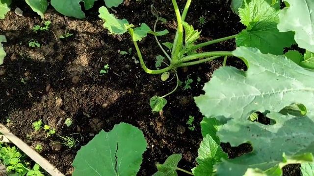 Садик огородник растёт. Побило градом. смотреть онлайн