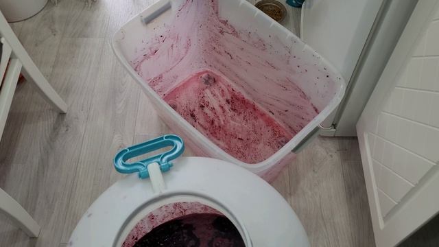 Брага для Чачи из винограда Изабелла