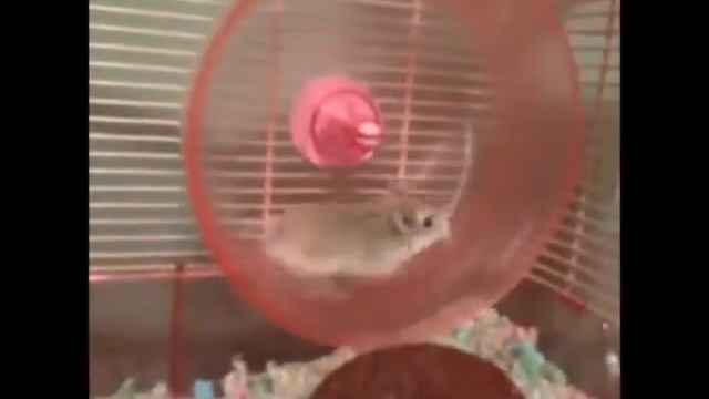 Слишком шустрый хомячок смотреть онлайн