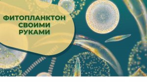 Часть 37 Фитопланктон своими руками