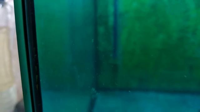 Тернеции Glofish отнерестились, малькам 3 дня