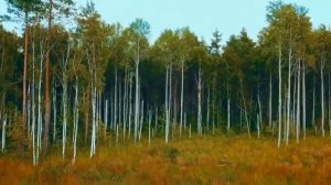 У моей России длинные косички