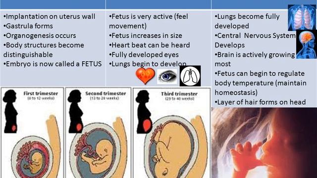 Gamete+Formation+Male+Haploid+gametes+produced+by+meiosis+are+called+spermatozoa+Spermatogenesis+be смотреть онлайн