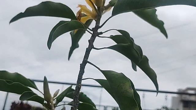 Magnolia champaca...Son Champa...Son Chafa..A fragrant flowering plant смотреть онлайн