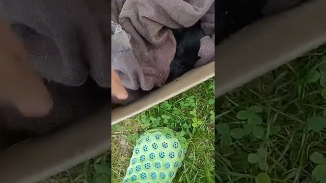 котята 2 часть смотреть онлайн