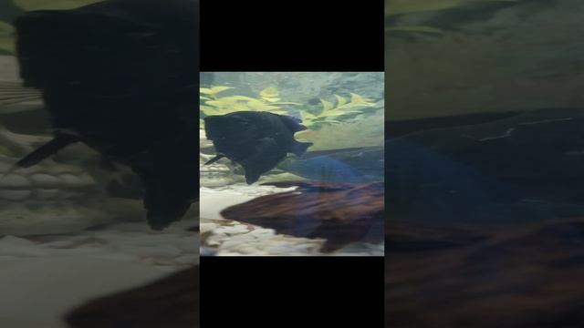 карантин у рыбок окончен