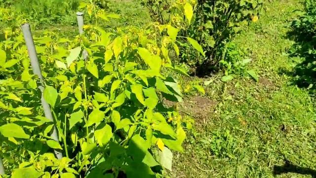 Садик огородик растёт.Приносит плоды. смотреть онлайн