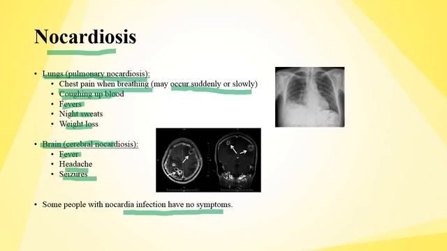 Medically Important Bacteria 2 Revised