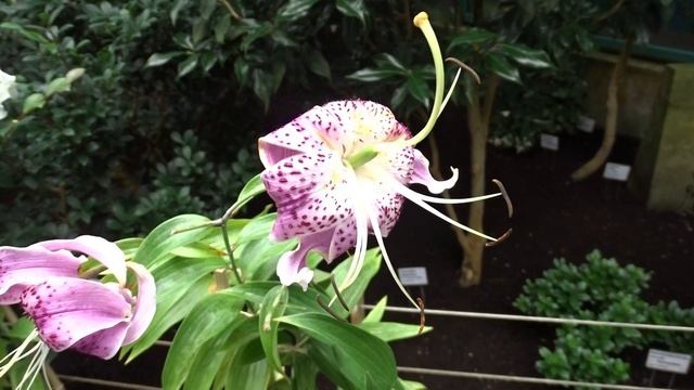 Lilium Speciosum Var. Uchida