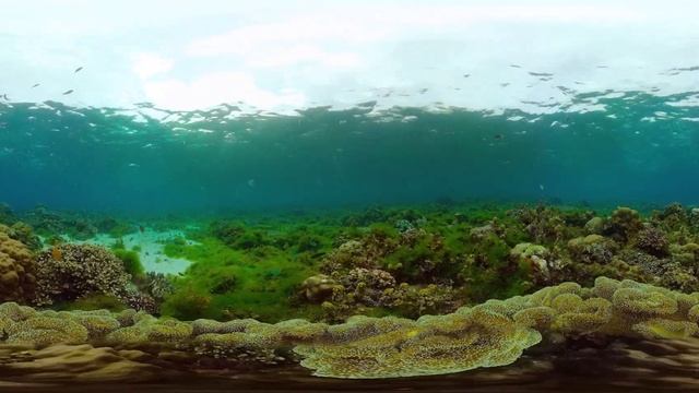 🌊🔍🐠 Ocean Flavors: Coral Reefs of the Philippines in VR 360° смотреть онлайн