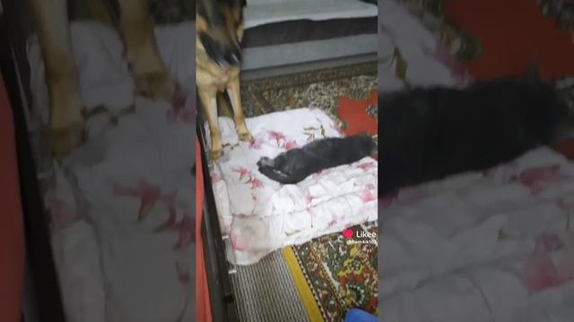 Занял Барс местечко смотреть онлайн