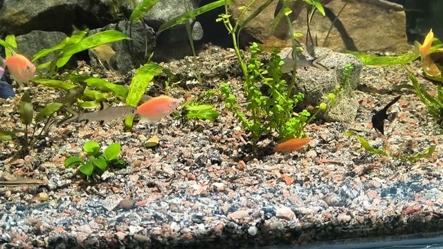 новые рыбки смотреть онлайн