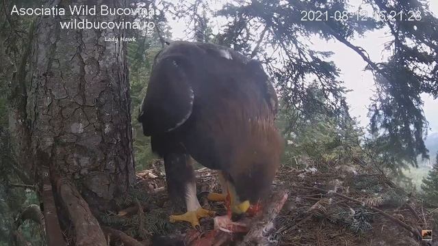 Bucovina ~ Zenit Gorges On Prey Mom Delivers! Pulls Apart Bones & Swallows Just Like Mom Now 8.12.2 смотреть онлайн