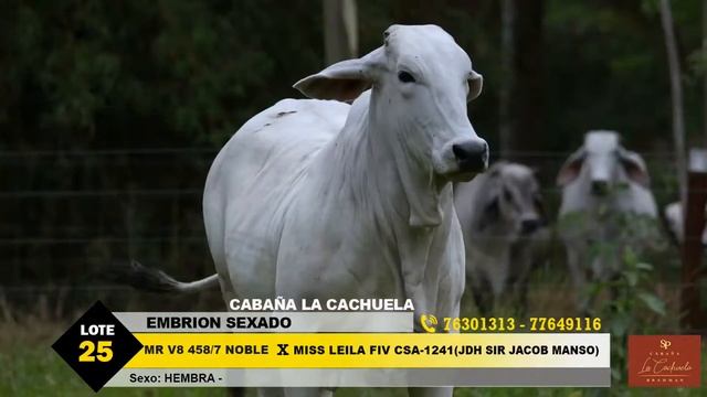 LOTE 25 EMBRION смотреть онлайн