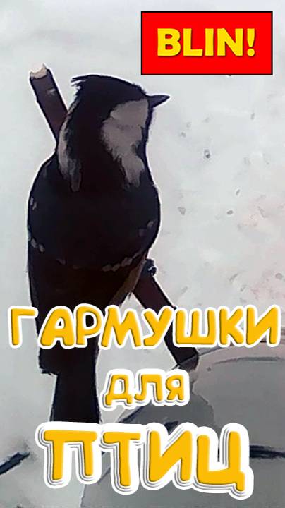 Масковка исследует кормушку